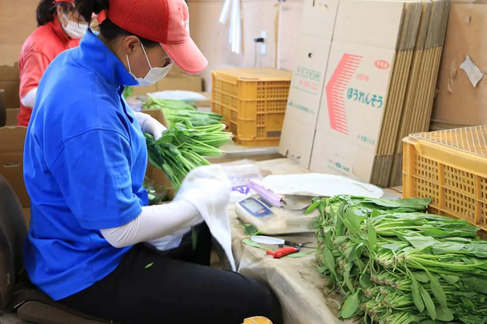 從田間到餐桌 真實的農(nóng)業(yè)種菜、加工與農(nóng)副產(chǎn)品收購全貌